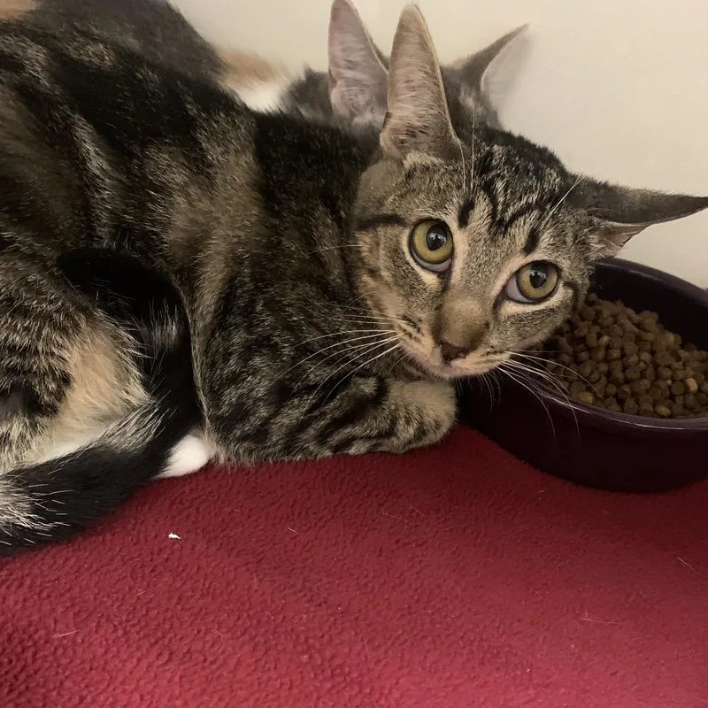 A baby medium-sized female Brown / Chocolate Domestic Short Hair cat named Bacon for adoption in Dickinson, TX