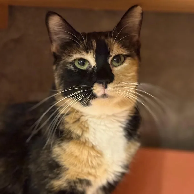 An adult small-sized female Calico Domestic Short Hair cat named Isobu for adoption in Tucson, AZ
