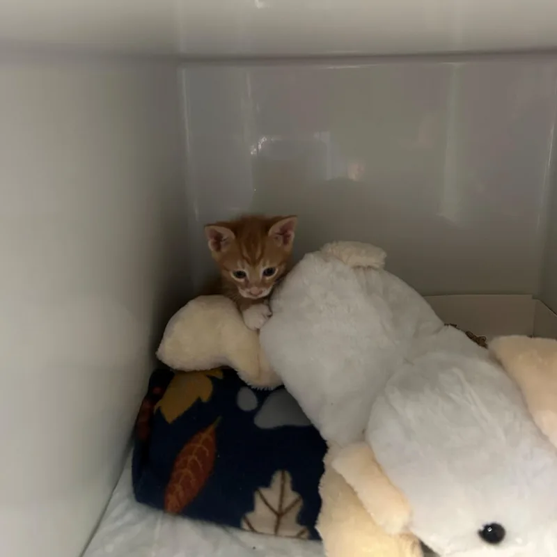 A baby small-sized male Orange & White Domestic Short Hair cat named Piccolo for adoption in Margate, FL