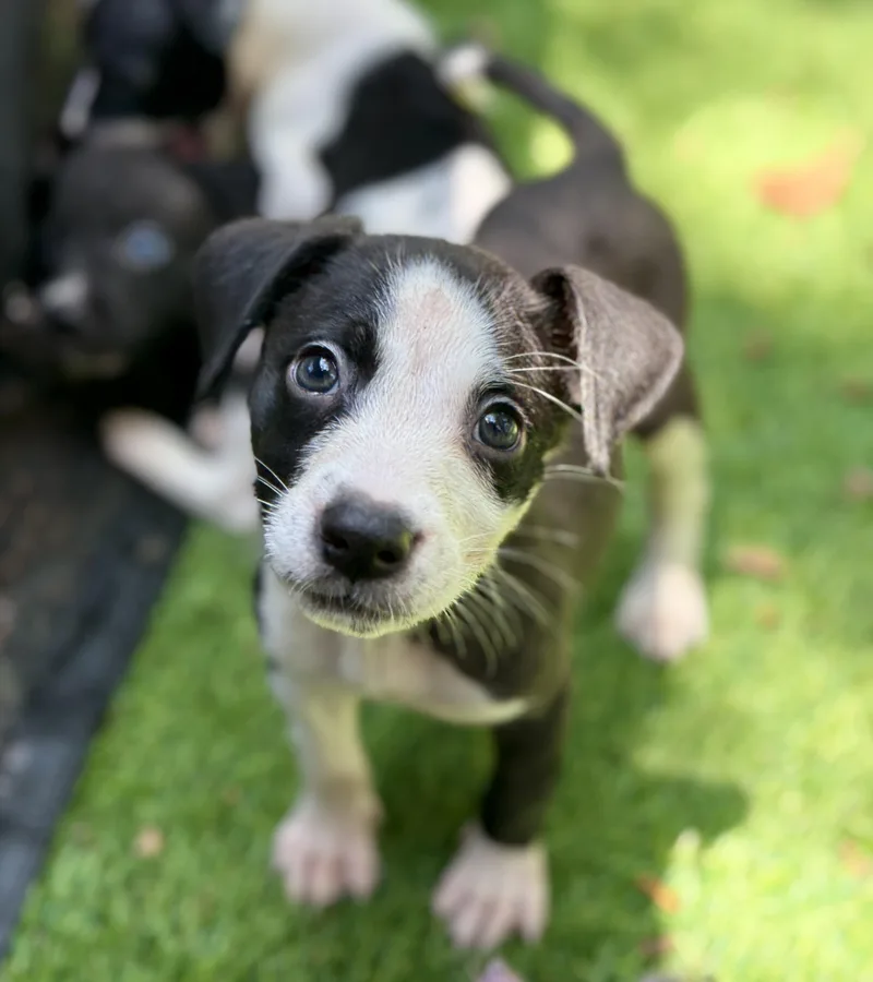A baby medium-sized female Black Mixed Breed dog named Poppy for adoption in Proctorville, OH