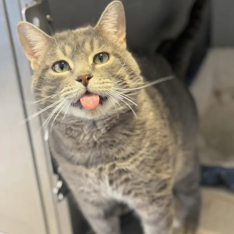 An adult extra large-sized male Gray / Blue / Silver Domestic Short Hair cat named Chubbs for adoption in Pasadena , MD