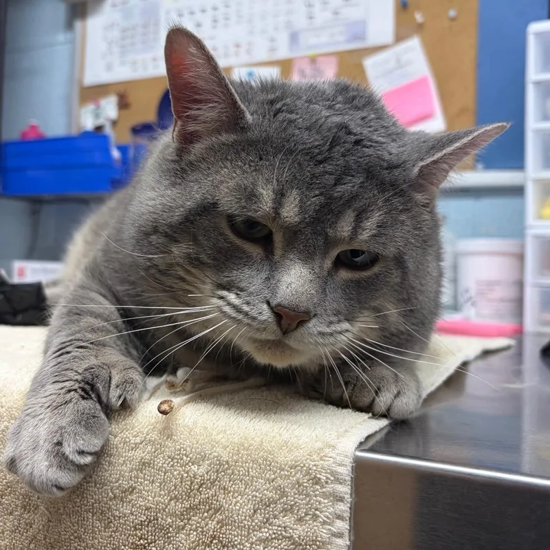 Chubbs thumbnail 2