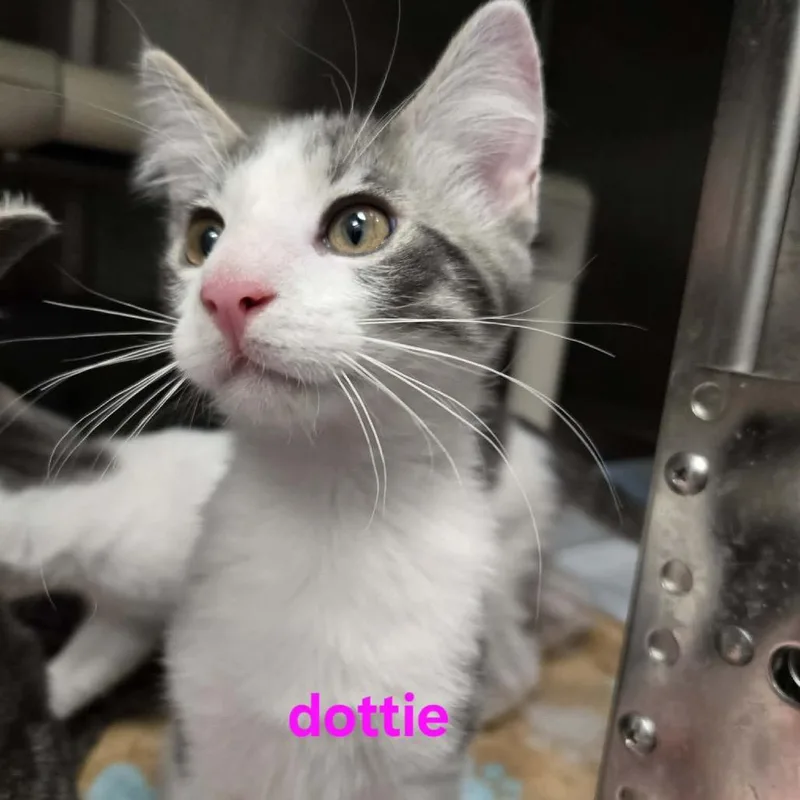 A baby small-sized male Gray / Blue / Silver Domestic Short Hair cat named Dottie for adoption in Spring Hill, KS