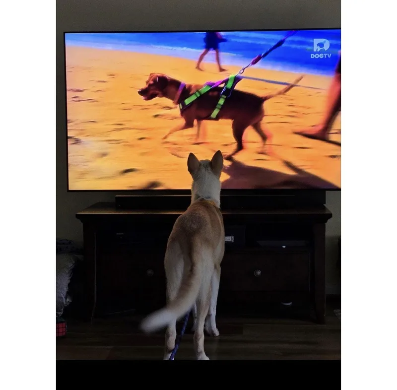 A young medium-sized female Husky dog named Mina for adoption in Houston, TX