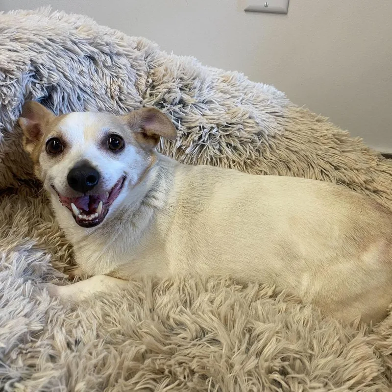A senior small-sized female White / Cream Corgi dog named Moo for adoption in San Francisco, CA