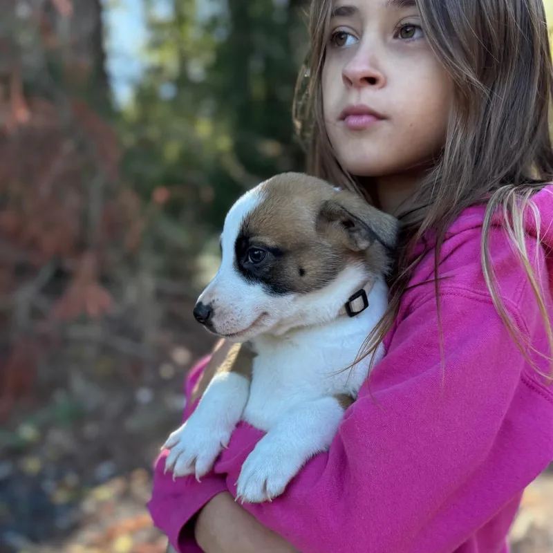 A baby large-sized female Brown / Chocolate Mixed Breed dog named Marble for adoption in Tacoma, WA