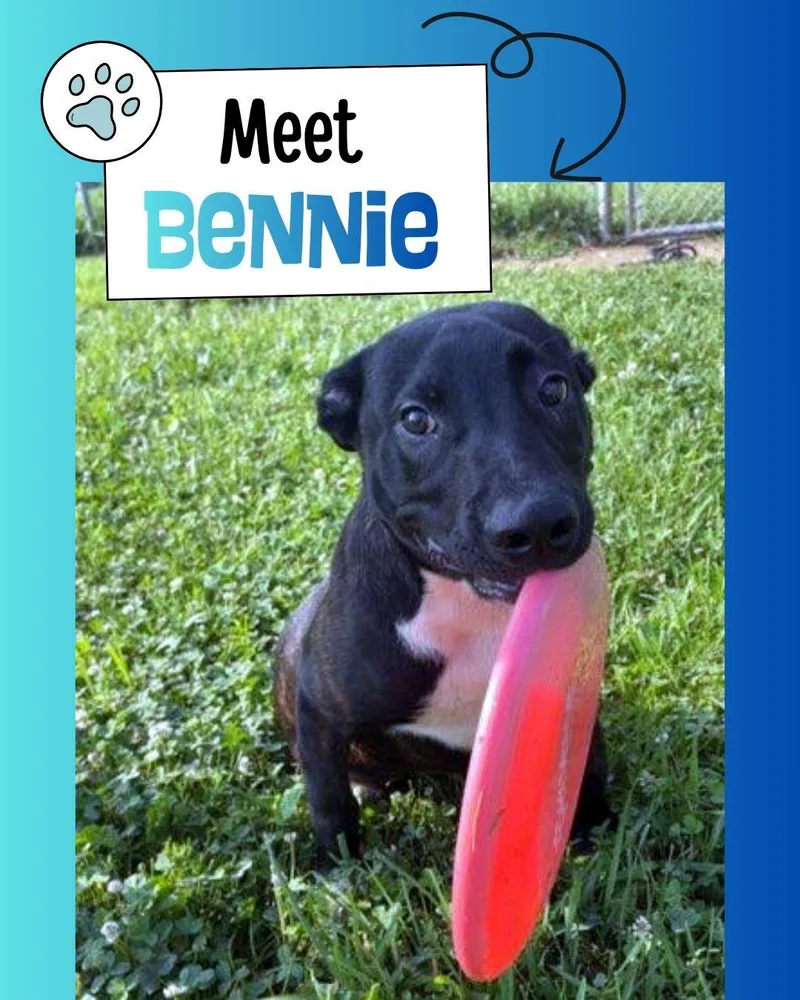 A baby medium-sized male Black Mountain Cur dog named Bennie for adoption in Sulphur, KY