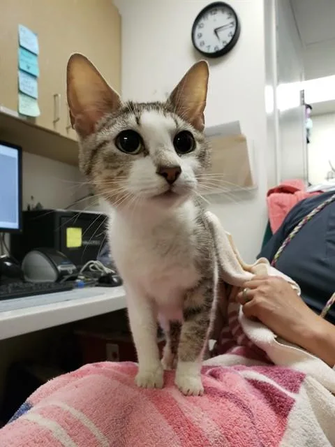 A young medium-sized female Domestic Short Hair cat named Pork Bun for adoption in Sacramento, CA