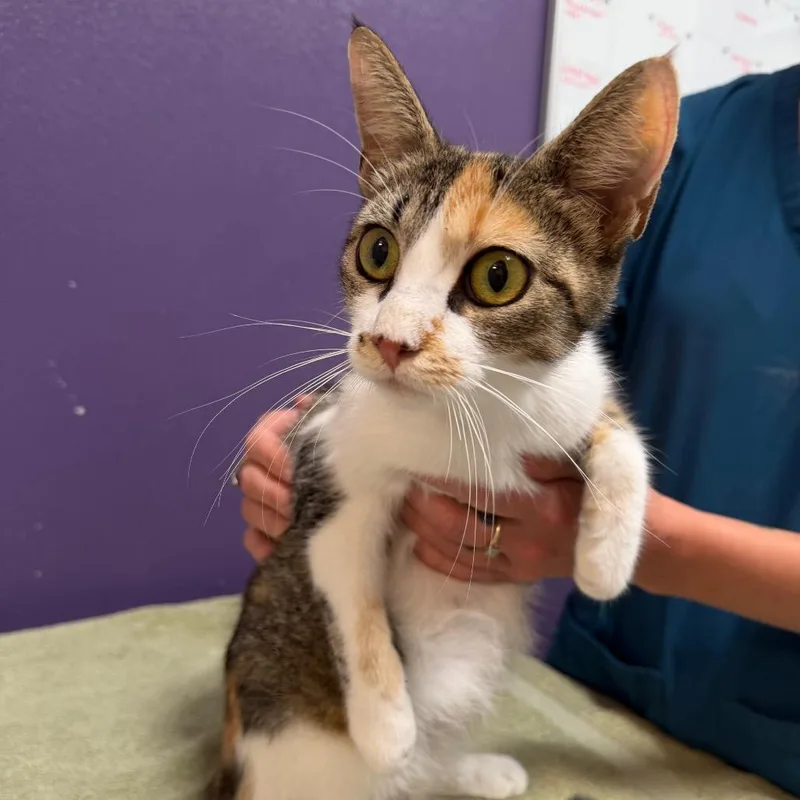 An adult medium-sized female Calico Domestic Short Hair cat named Sammie for adoption in Englewood, FL