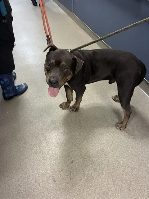 An adult large-sized male American Bulldog dog named Nickson for adoption in Miami, FL
