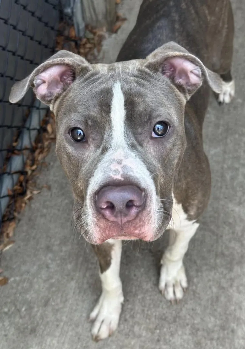 An adult medium-sized male Brindle Pit Bull Terrier dog named Lunchbox for adoption in Chicago, IL