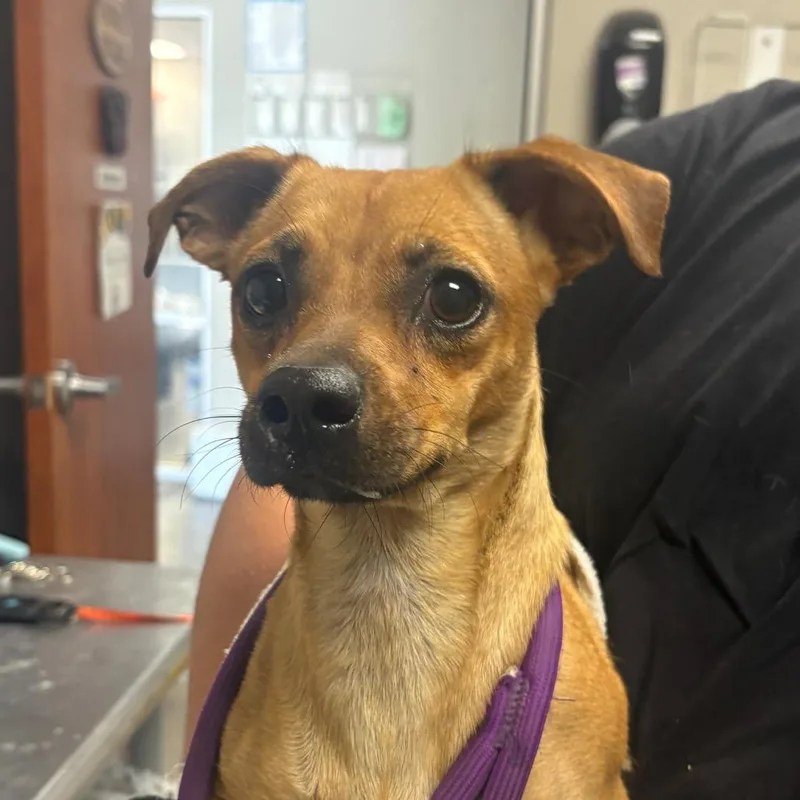 An adult small-sized female Red / Chestnut / Orange Mixed Breed dog named Polka for adoption in Yuma, AZ