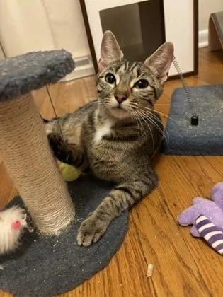 A young medium-sized female Domestic Medium Hair cat named Pooh Bear for adoption in Fishers, IN