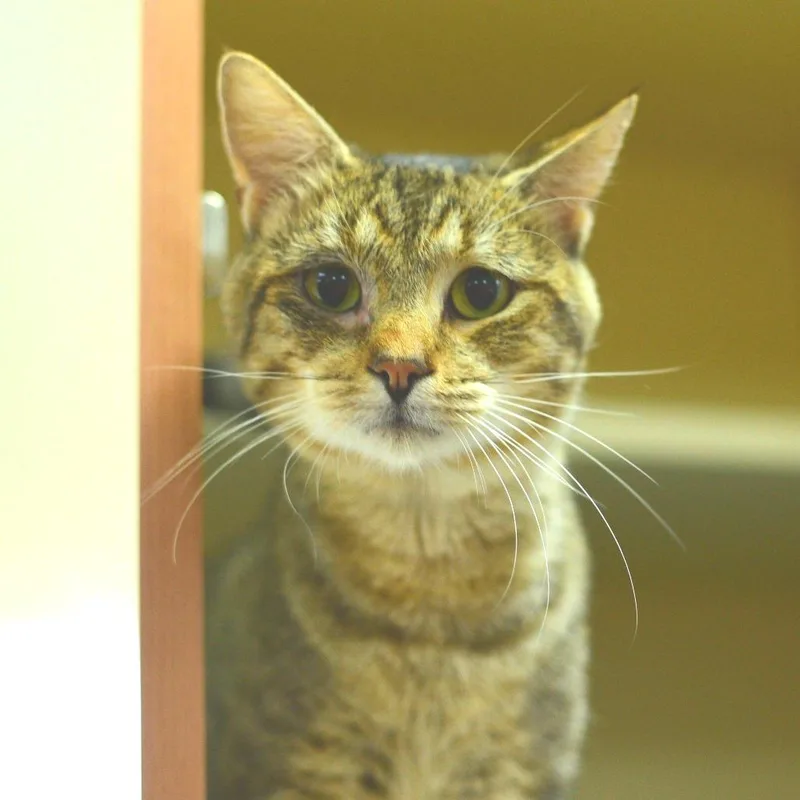 A young medium-sized male Domestic Short Hair cat named Sleepy for adoption in Idaho Falls, ID