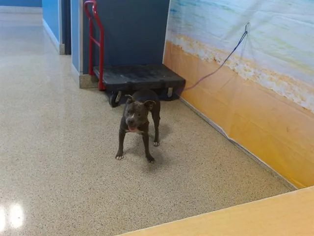 A young medium-sized female Terrier dog named Wendy for adoption in Miami, FL