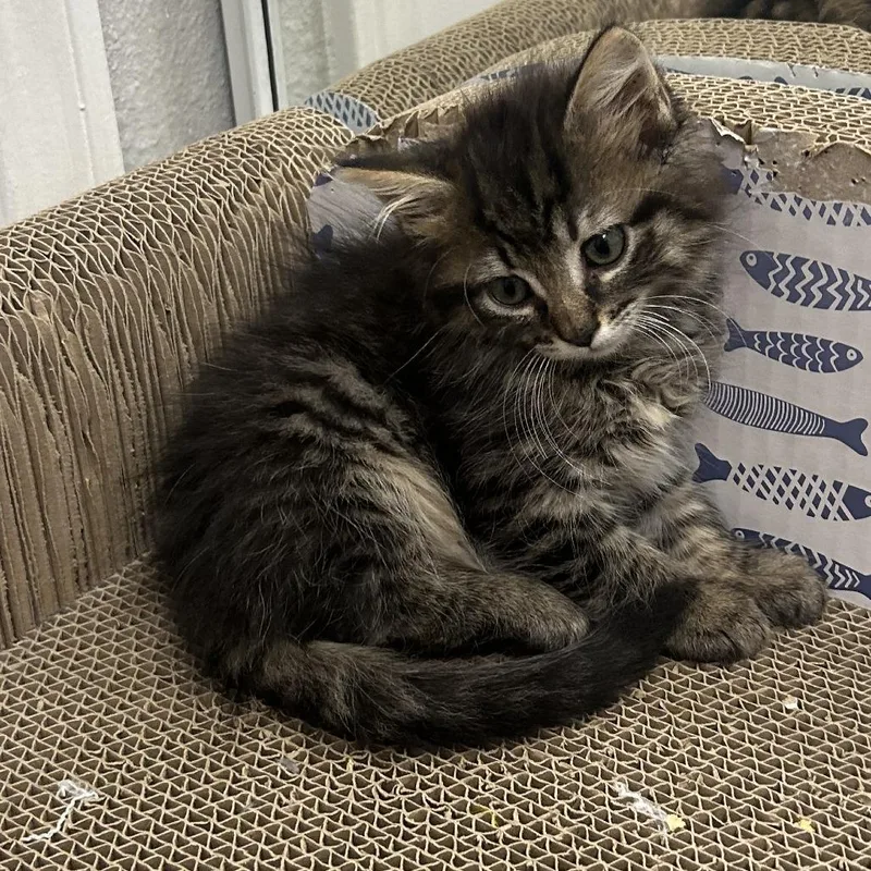 A baby small-sized female Brown / Chocolate Domestic Short Hair cat named Coriander for adoption in Austin, TX
