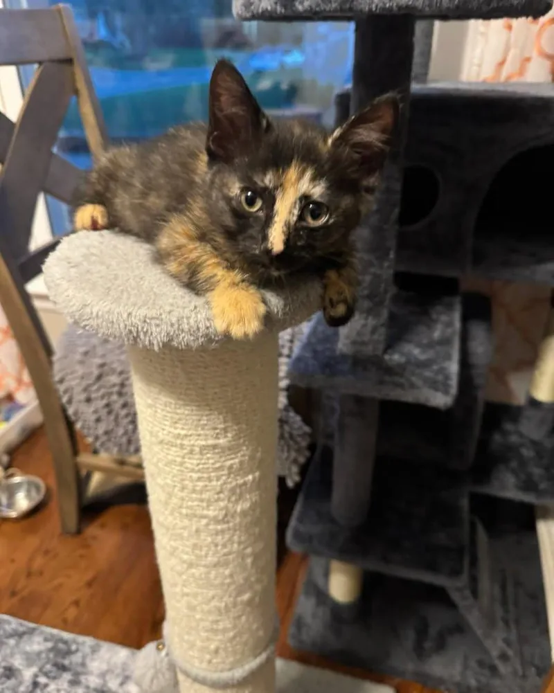 A young medium-sized female Tortoiseshell Domestic Short Hair cat named Scrawl for adoption in Guthrie, OK