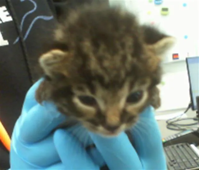 A baby small-sized male Domestic Short Hair cat named Puffin for adoption in Charlotte, NC