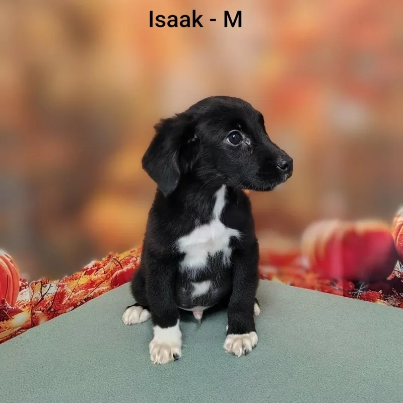Isaak thumbnail 2