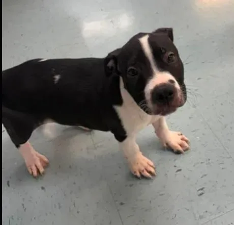 A baby large-sized male Black Staffordshire Bull Terrier dog named Niko for adoption in Bardstown, KY