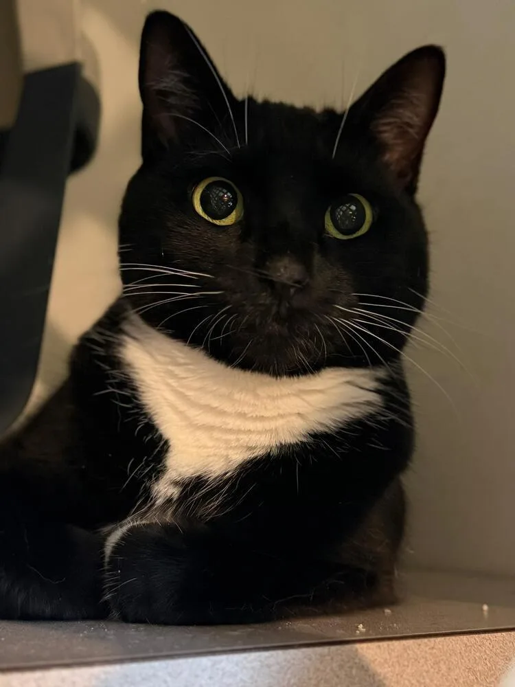 An adult medium-sized female Domestic Short Hair cat named Jasmine for adoption in Skippack, PA