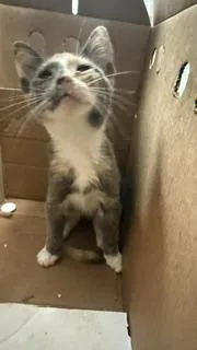 A baby large-sized female Domestic Short Hair cat named Butters for adoption in Dallas, TX