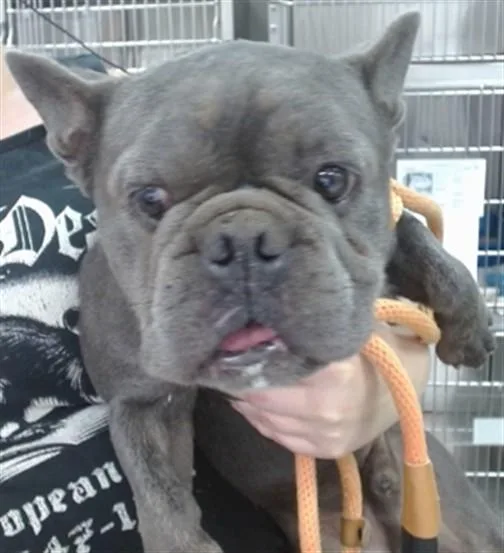 Canelo