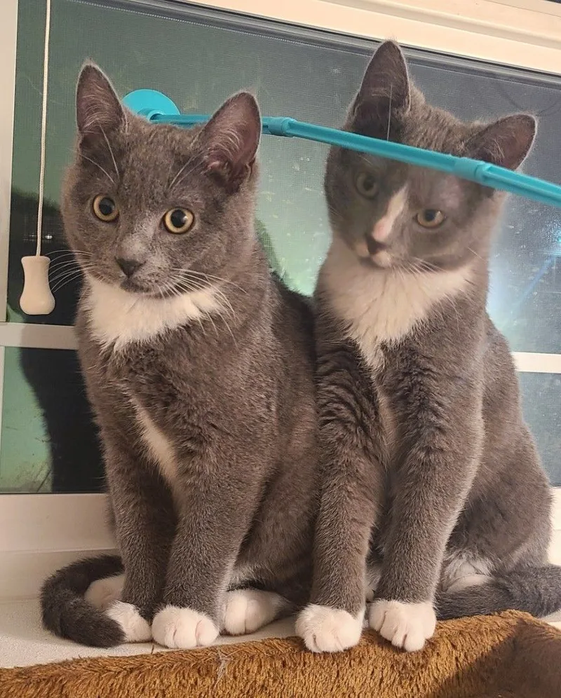 Erin & Armin Bonded thumbnail 6