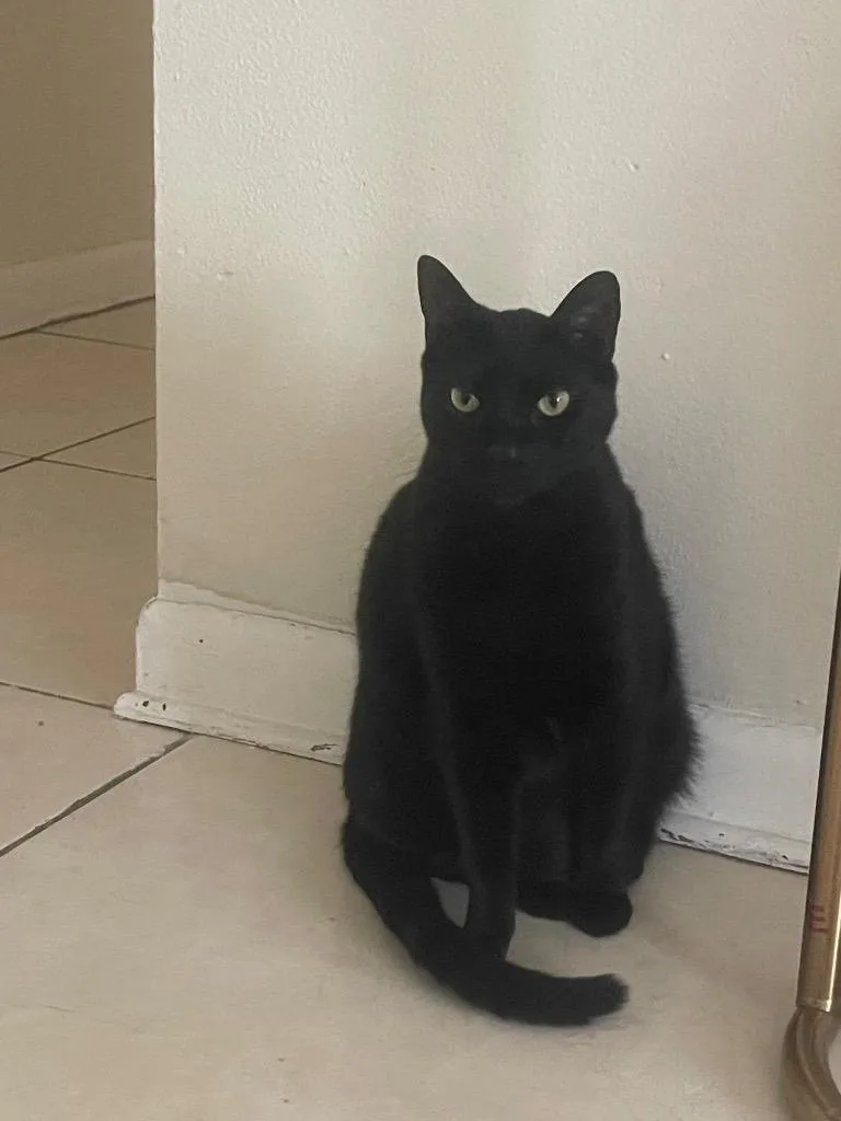 An adult medium-sized male Domestic Short Hair cat named Beef for adoption in Tampa, FL