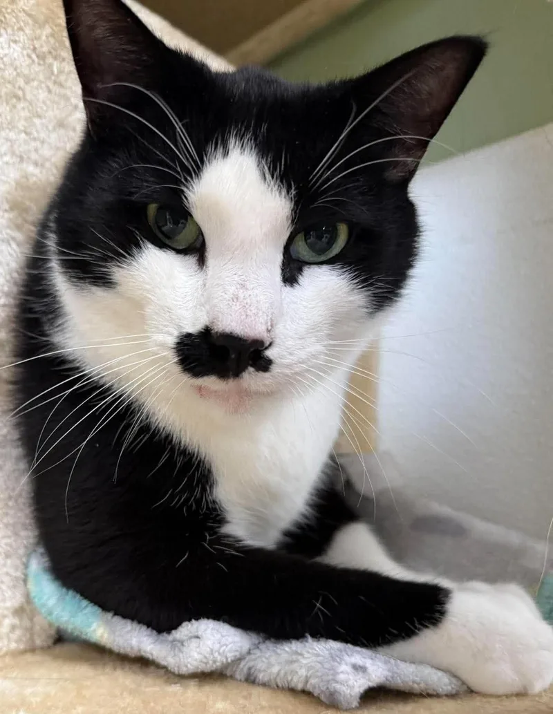 A senior extra large-sized male Domestic Short Hair cat named Mustache for adoption in Springfield, VT