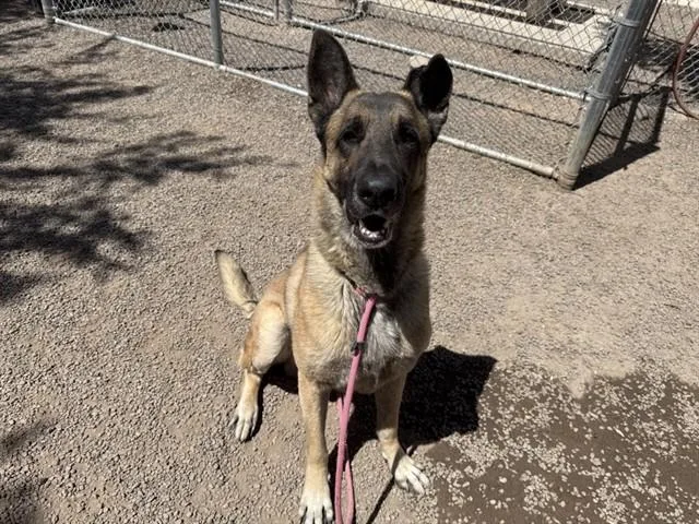 An adult large-sized male German Shepherd Dog dog named Seamus for adoption in Phoenix, AZ