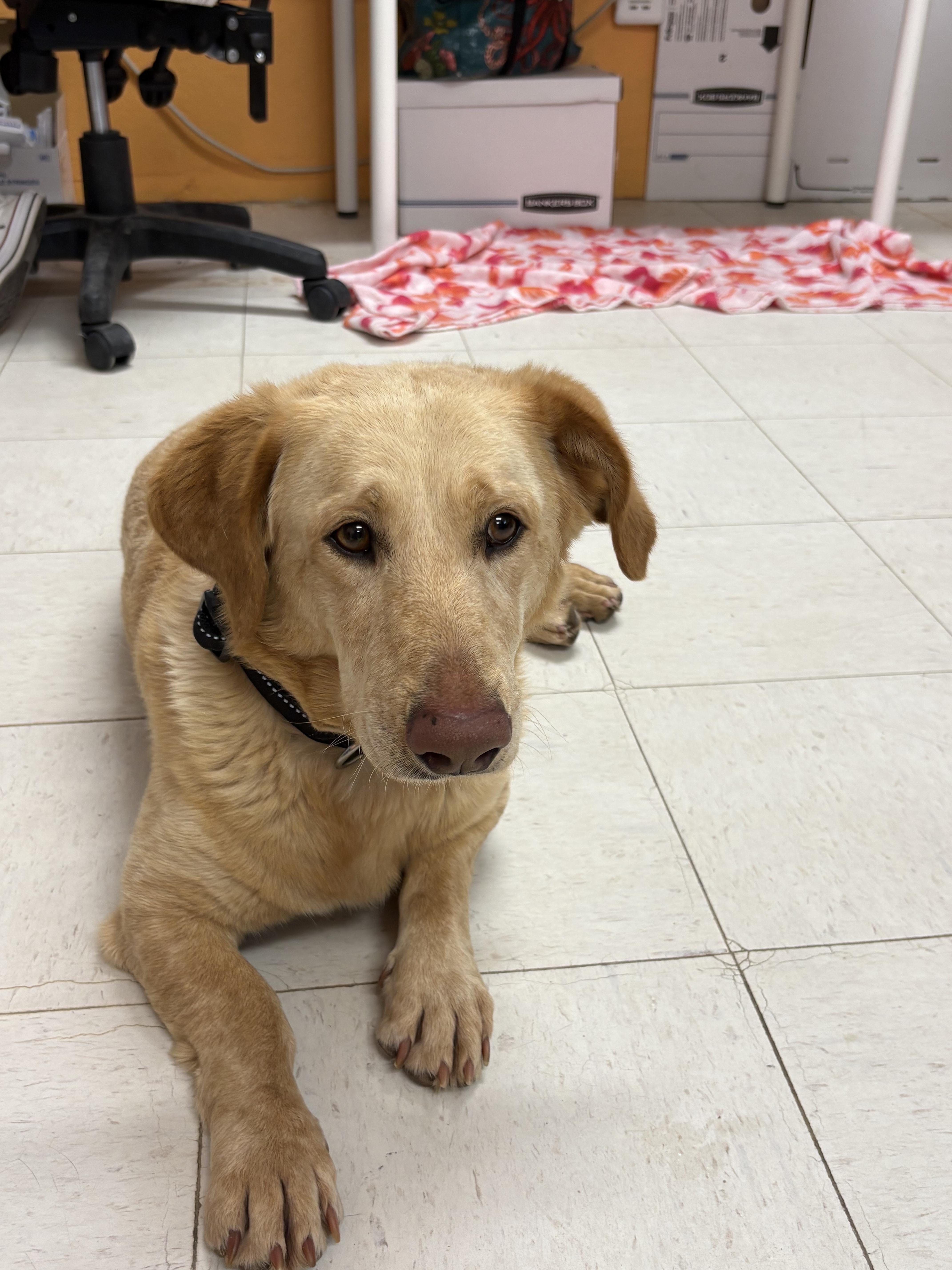An adult medium-sized male Yellow / Tan / Blond / Fawn Yellow Labrador Retriever dog named Slim Jim for adoption in Joshua Tree, CA