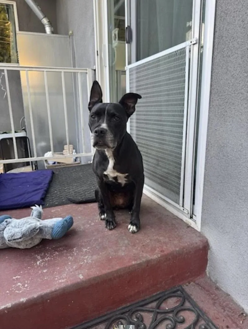 An adult medium-sized female Staffordshire Bull Terrier dog named Buffy for adoption in Santa Monica, CA