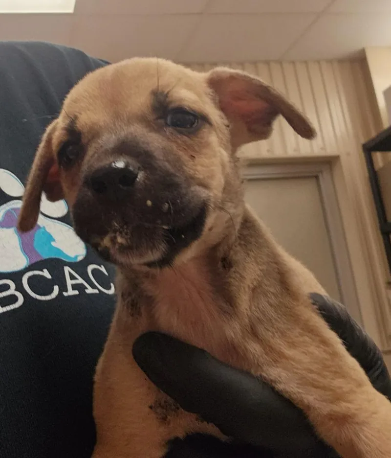 A baby small-sized female Mixed Breed dog named Paisley for adoption in Bossier City, LA