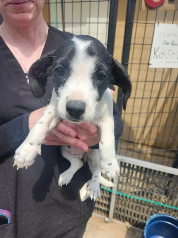 A baby small-sized female Jack Russell Terrier dog named Ali for adoption in Windsor, CO