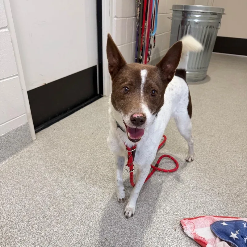 A senior medium-sized male White / Cream Mixed Breed dog named Oscar for adoption in Englewood, FL