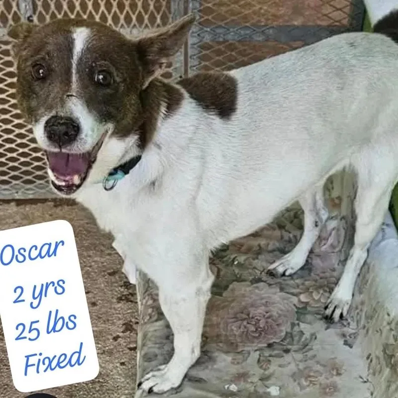 Oscar thumbnail 2