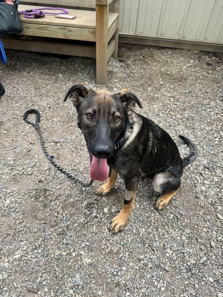 A young medium-sized male Brown / Chocolate Shepherd dog named Jerry for adoption in Elmsford, NY