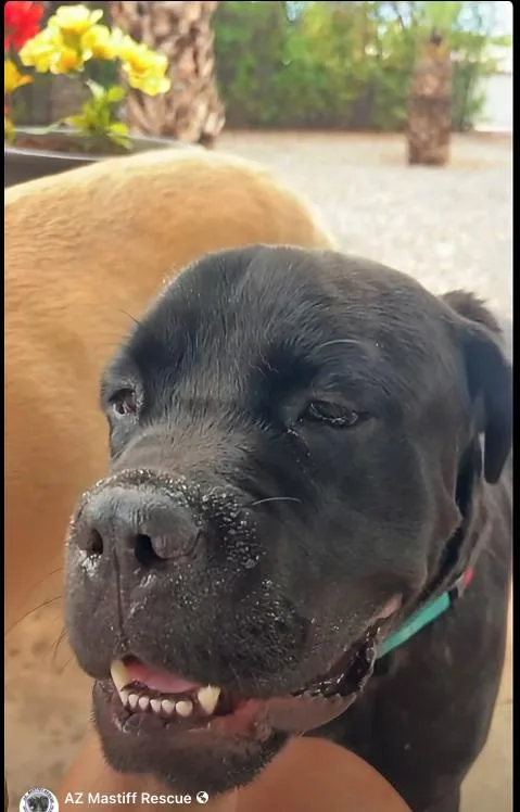 A baby extra large-sized male Mastiff dog named Todd for adoption in Glendale, AZ