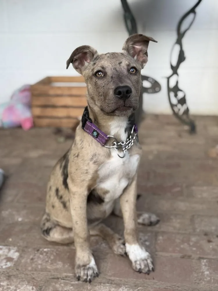 A baby medium-sized female Catahoula Leopard Dog dog named Henna for adoption in Pleasant Hill, CA