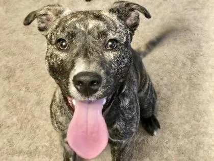 A young medium-sized female Brindle Mixed Breed dog named Ivy for adoption in Georgetown, TX