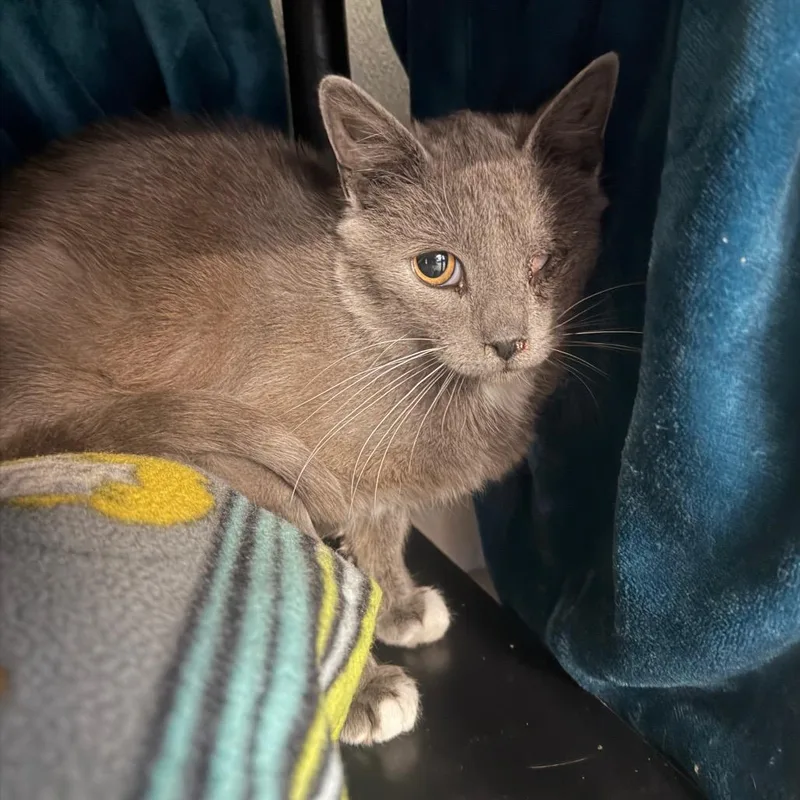 A young medium-sized male Domestic Short Hair cat named Teething Toddler for adoption in East Smithfield , PA