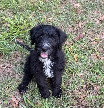 A baby large-sized male Standard Poodle dog named Caterpillar for adoption in Morton Grove, IL
