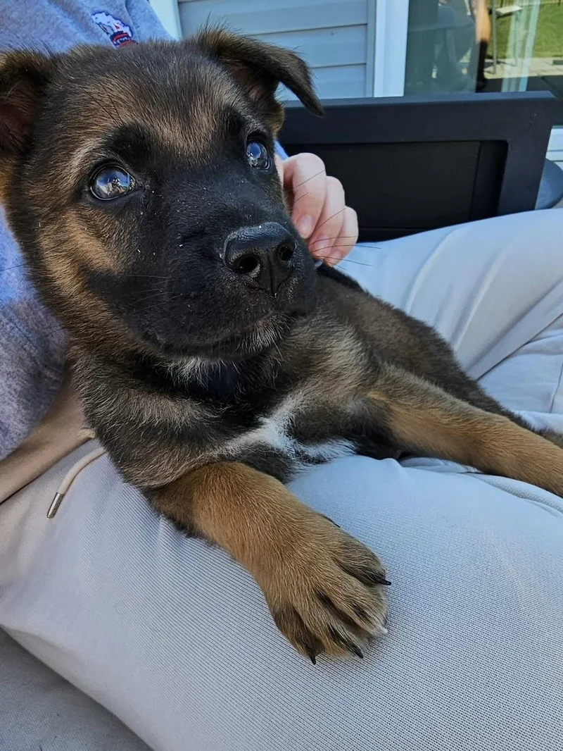 A baby medium-sized male Brown / Chocolate Shepherd dog named Enzo for adoption in Kannapolis, NC