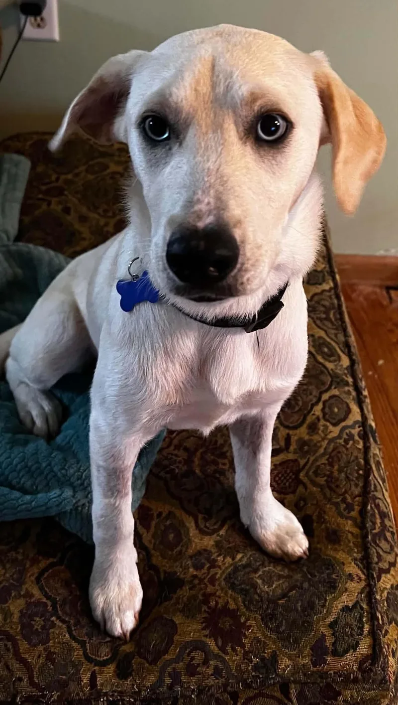 Cyrus
