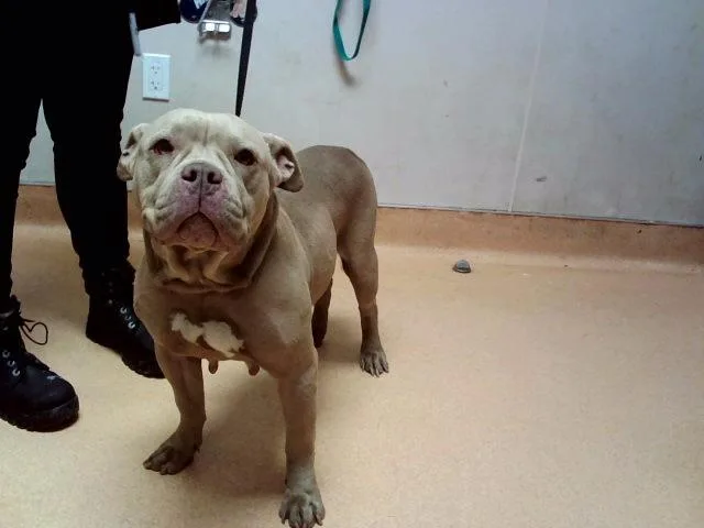 An adult large-sized female Pit Bull Terrier dog named Andromeda for adoption in Martinez, CA