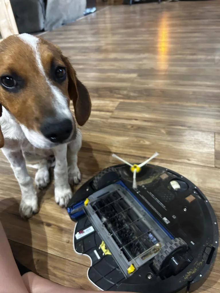 A baby medium-sized male Beagle dog named Ricco Lee for adoption in Morgantown, KY