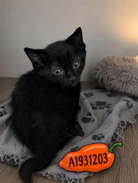 A baby small-sized male Domestic Short Hair cat named Habanero for adoption in Riverside, CA