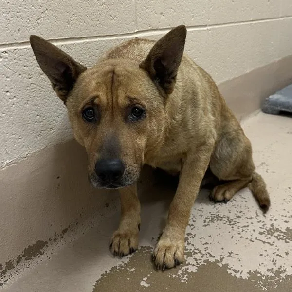 An adult medium-sized male Australian Cattle Dog / Blue Heeler dog named Ic C Quill Hw+ for adoption in Lawrenceville, GA