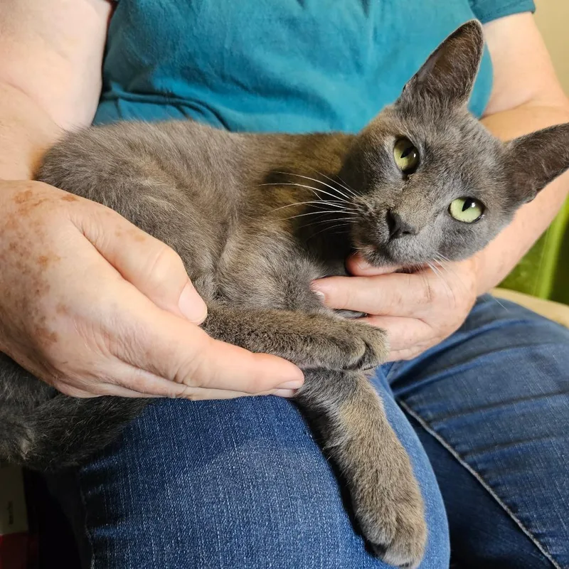 A young small-sized female Gray / Blue / Silver Russian Blue cat named Tessica for adoption in mount vernon, AR